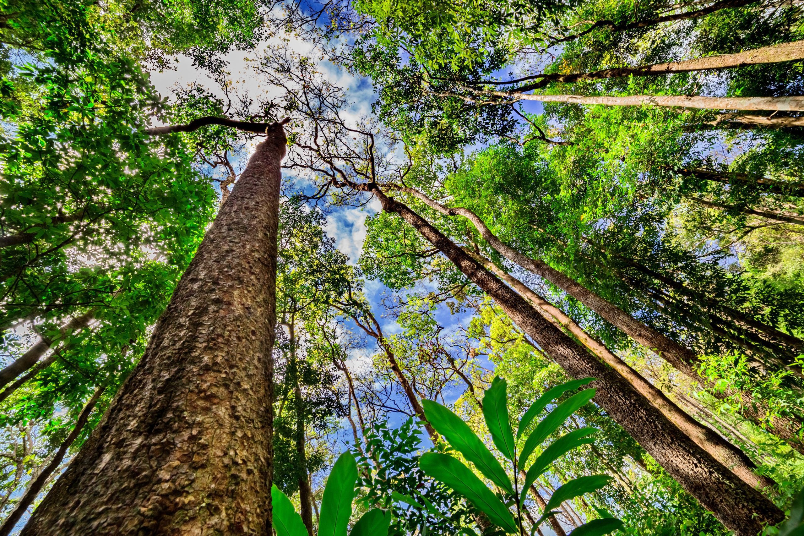 Discover the Mysteries of the Amazoon Forest