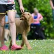 Dog Walking Programs for Kids could Promote Exercise