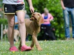 Dog Walking Programs for Kids could Promote Exercise