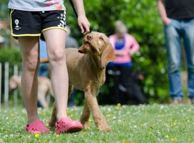 Dog Walking Programs for Kids could Promote Exercise