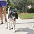 Dog Walking Programs for Kids could Promote Exercise