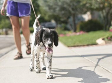 Dog Walking Programs for Kids could Promote Exercise