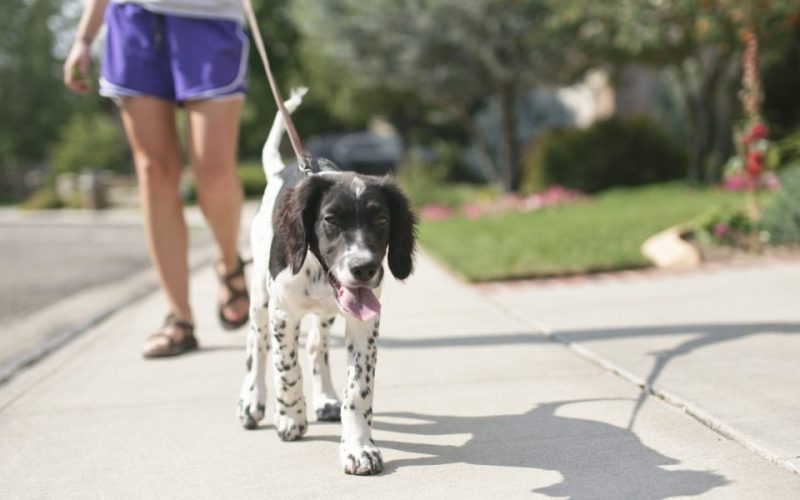 Dog Walking Programs for Kids could Promote Exercise