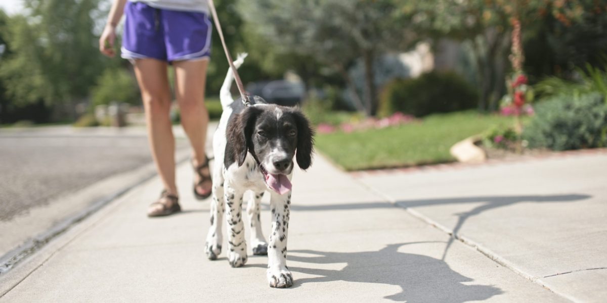 Dog Walking Programs for Kids could Promote Exercise