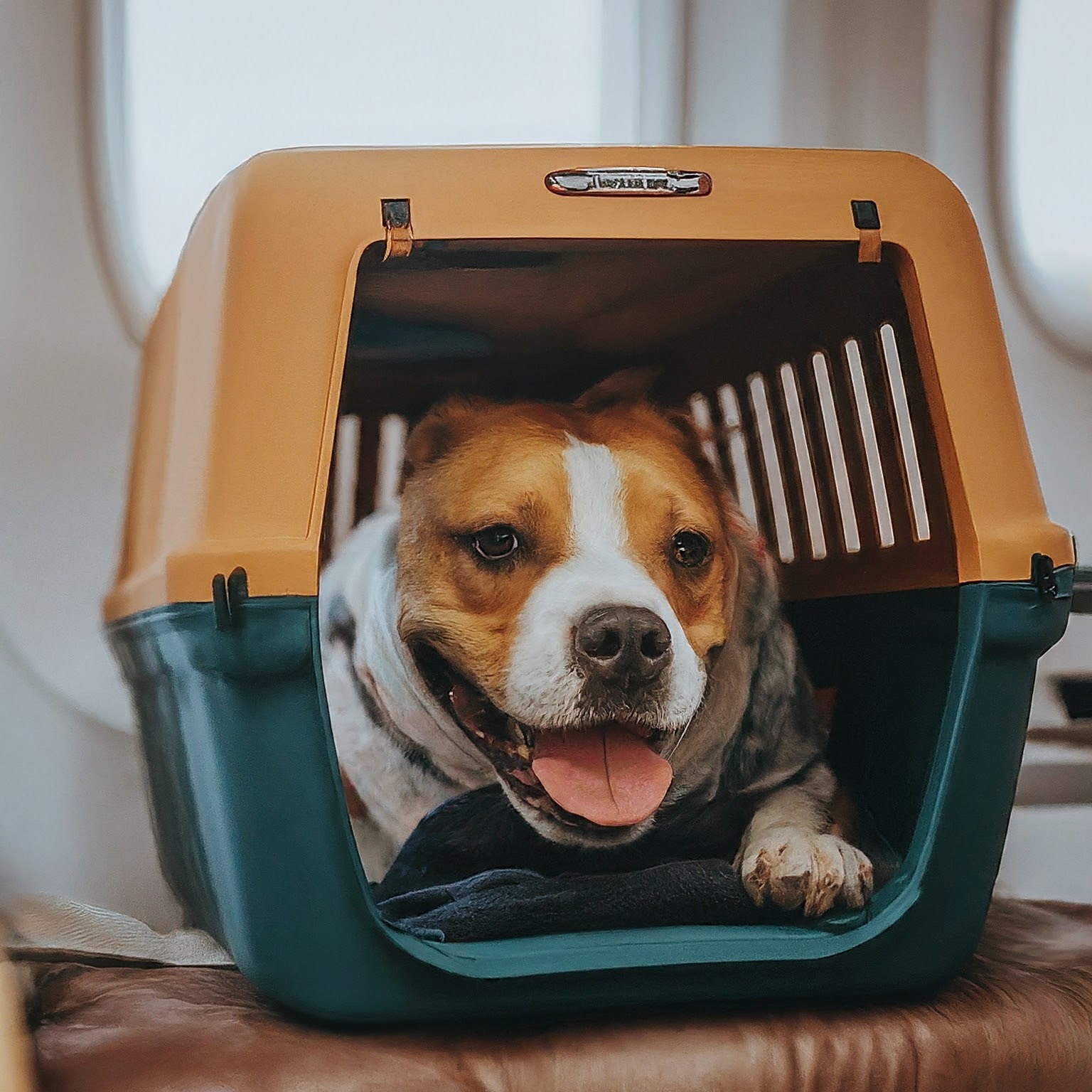 Furry Flyers Rejoice! American Airlines Now Lets You Bring Both Pet and Carry-On