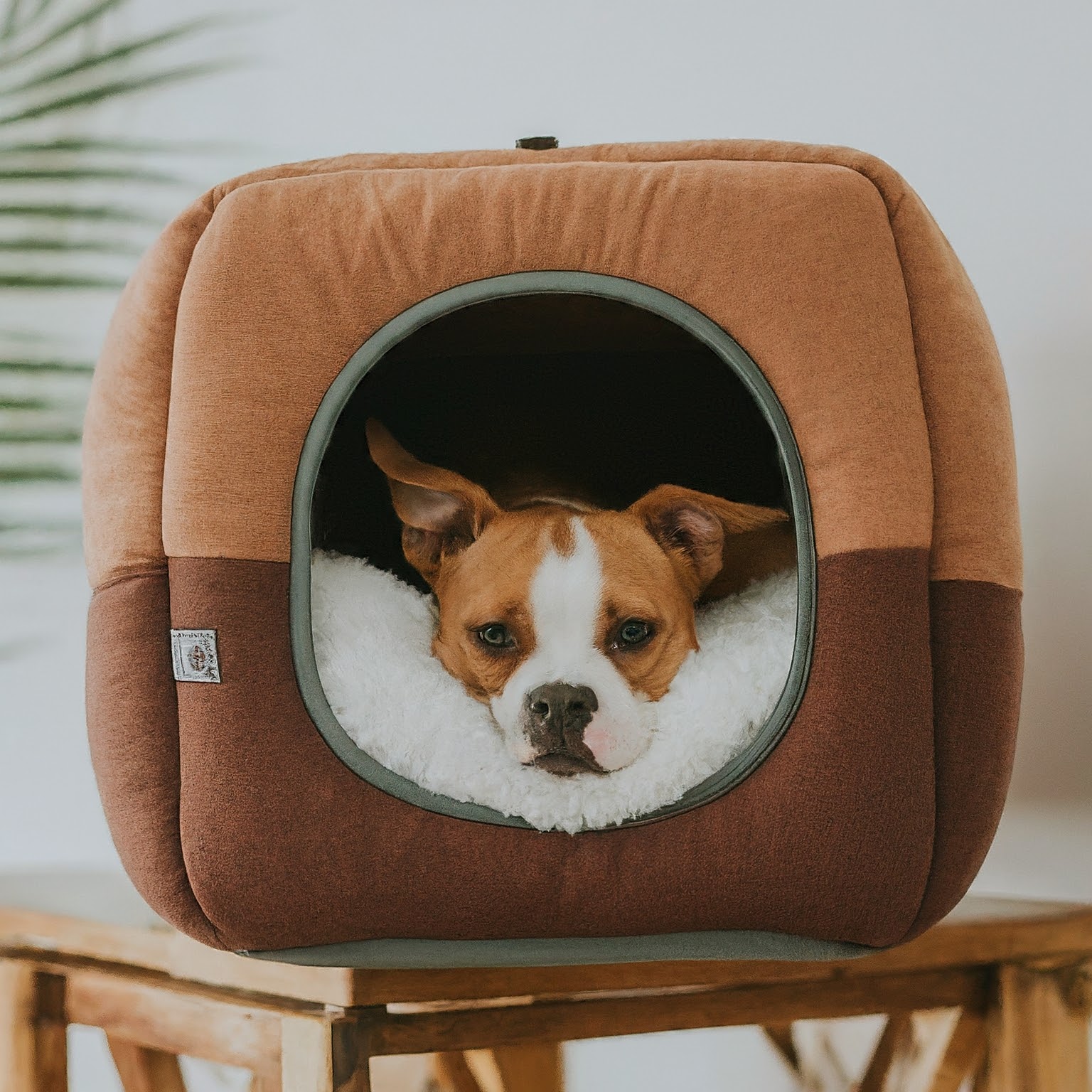 Furry Flyers Rejoice! American Airlines Now Lets You Bring Both Pet and Carry-On