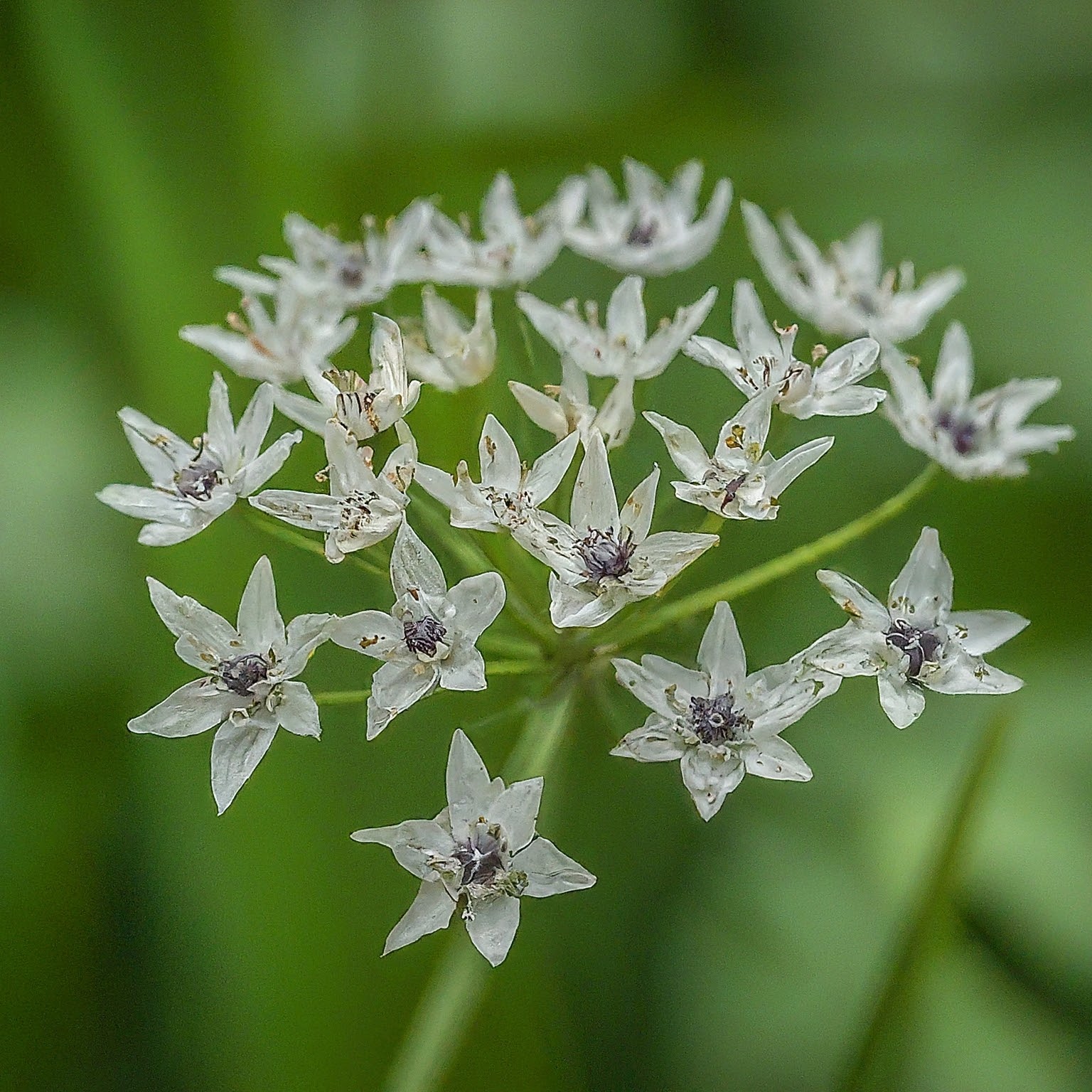 Smiling Death: The Plant with a Deadly Secret