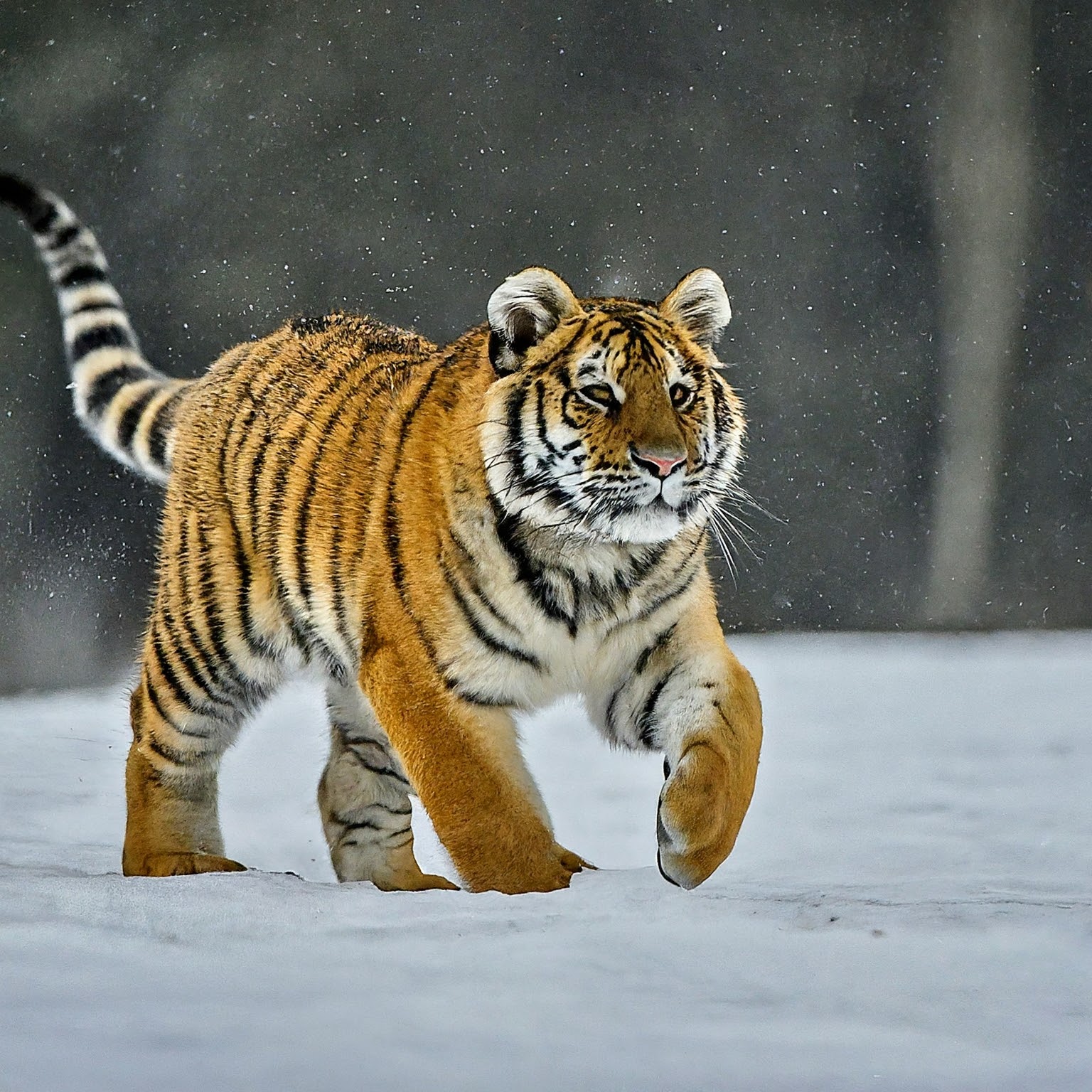 1st Cloned Cat: CopyCat Makes History!