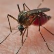 Unmasking the Threat: Mosquitoes - Humanity's Silent Killer