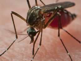 Unmasking the Threat: Mosquitoes - Humanity's Silent Killer