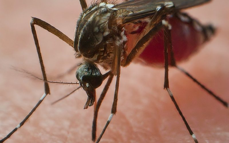 Unmasking the Threat: Mosquitoes - Humanity's Silent Killer