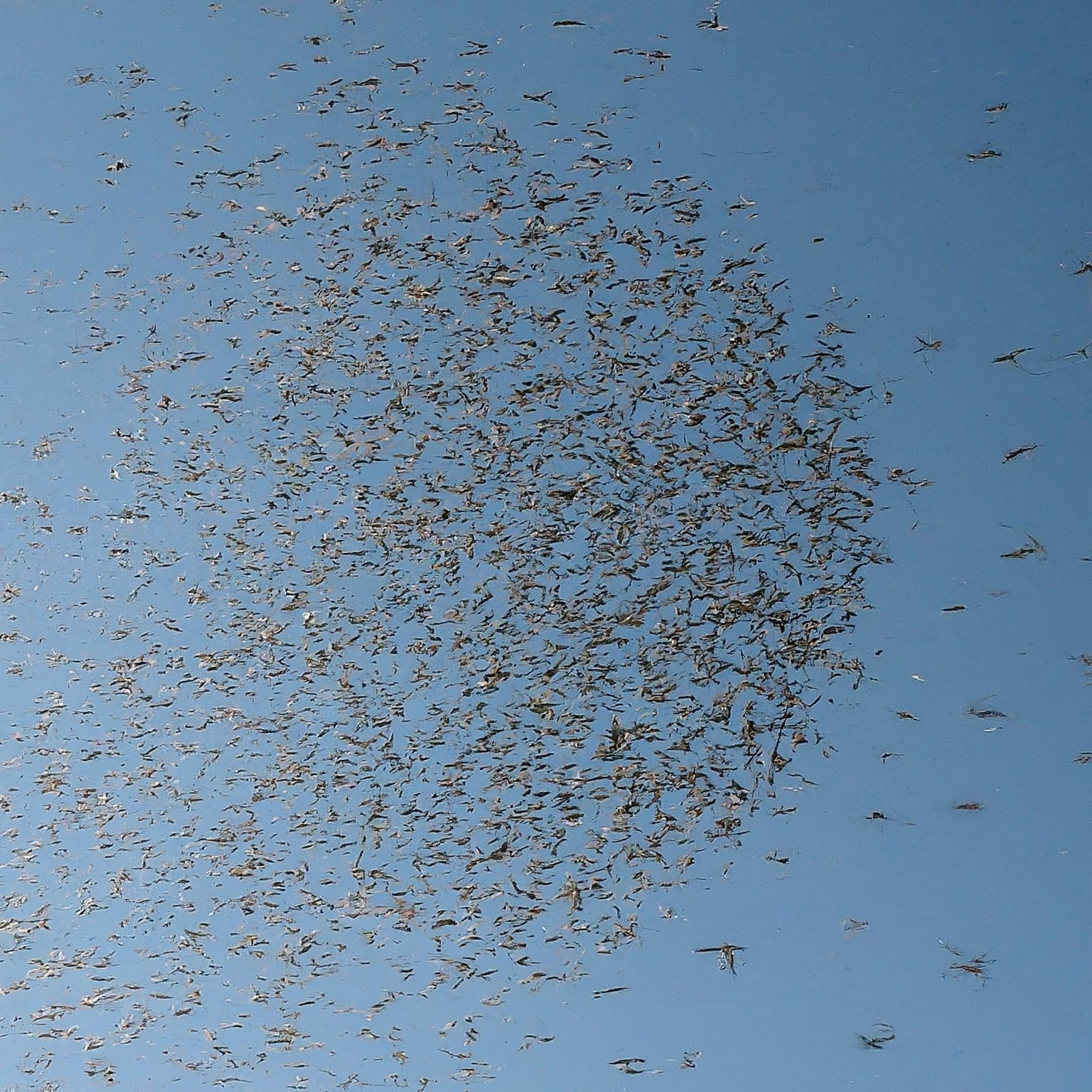 Unmasking the Threat: Mosquitoes - Humanity's Silent Killer