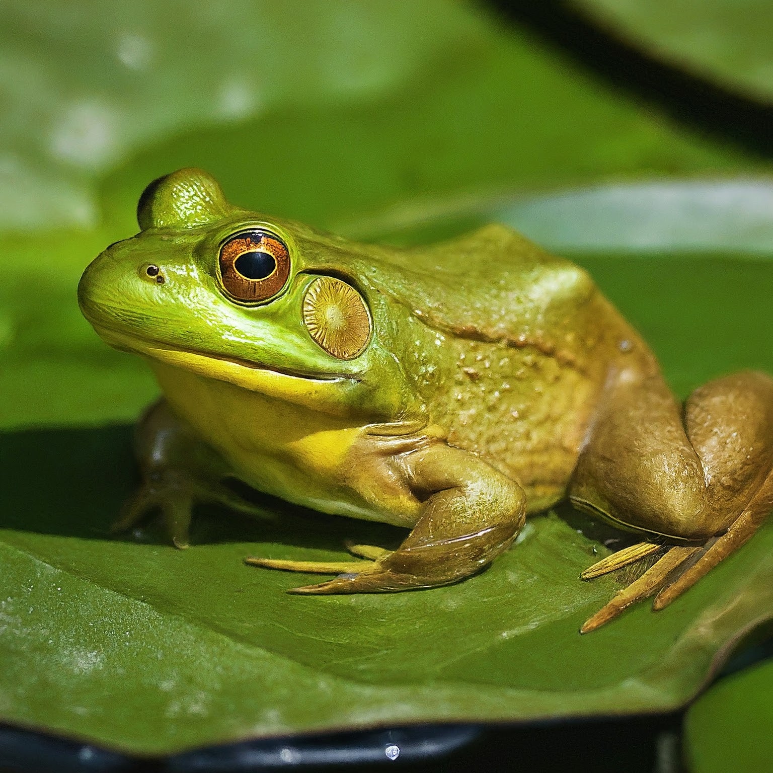 Froggy Fairytale Frenzy Lands Kids in Hospital