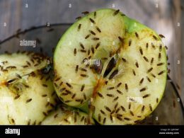 How Flies Feast on Your Food A Glimpse into Their Dining Habits