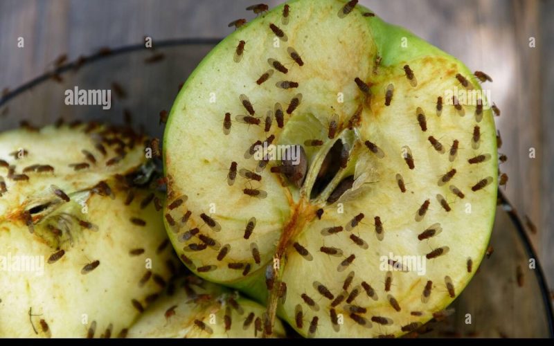 How Flies Feast on Your Food A Glimpse into Their Dining Habits