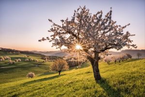 Witnessing Blooms and Blossoms