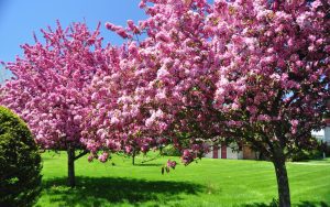 Witnessing Blooms and Blossoms