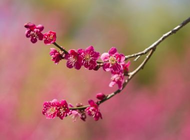 Witnessing Blooms and Blossoms