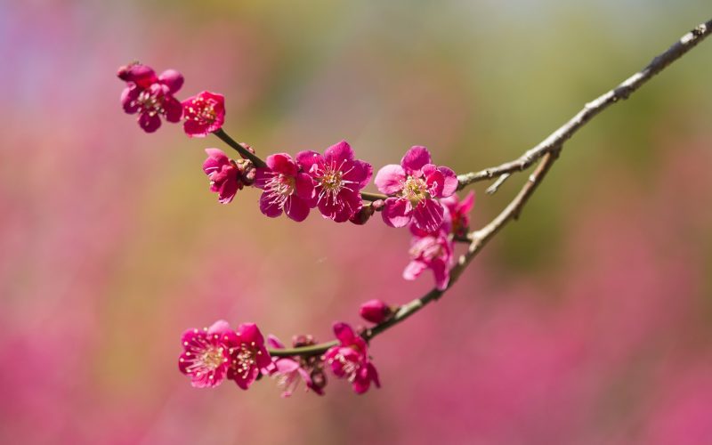 Witnessing Blooms and Blossoms