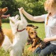 Training for Dogs Life | Skills Every Dog Should Know