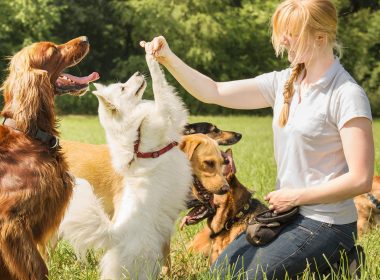 Training for Dogs Life | Skills Every Dog Should Know