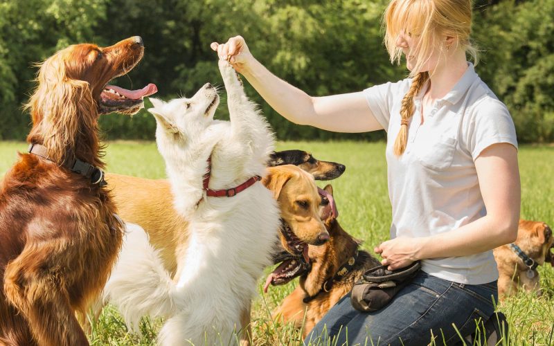 Training for Dogs Life | Skills Every Dog Should Know