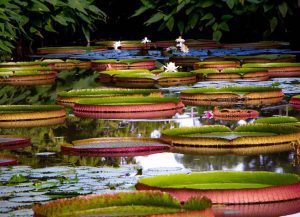 restaurant at botanic garden singapore