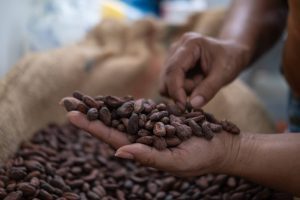 Cocoa Market Strain