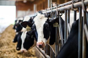 US Cattle Prices Dip