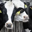 US Cattle Prices Dip