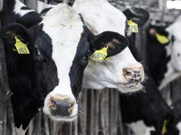 US Cattle Prices Dip