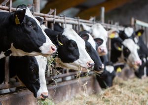 US Cattle Prices Dip