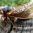 Cicadas Swarm South Carolina: A Natural Phenomenon Captivates and Annoys Residents