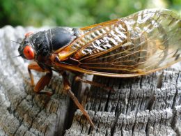 Cicadas Swarm South Carolina: A Natural Phenomenon Captivates and Annoys Residents