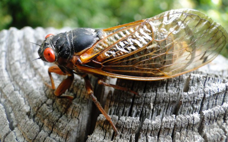 Cicadas Swarm South Carolina: A Natural Phenomenon Captivates and Annoys Residents