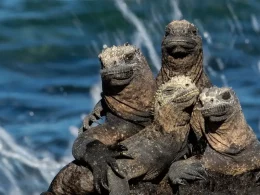 Amazing Animals Living in Islands Exploring Biodiversity