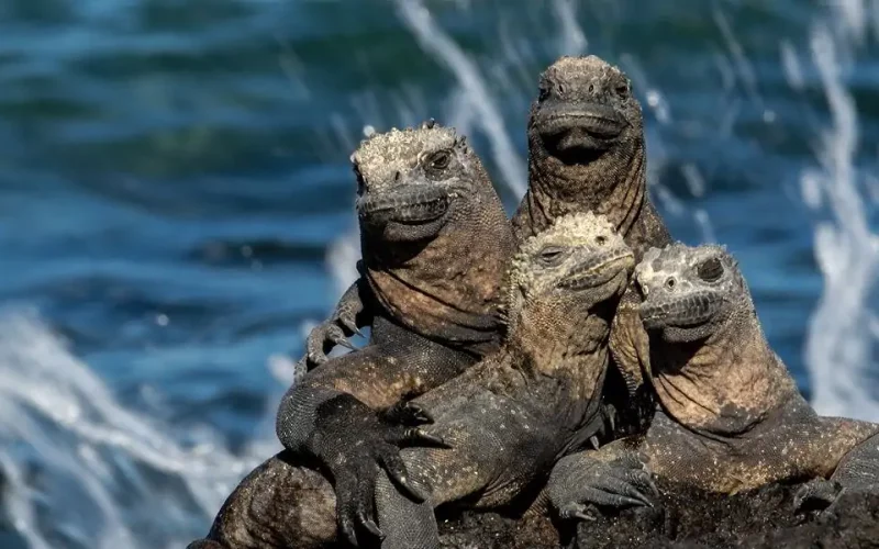 Amazing Animals Living in Islands Exploring Biodiversity