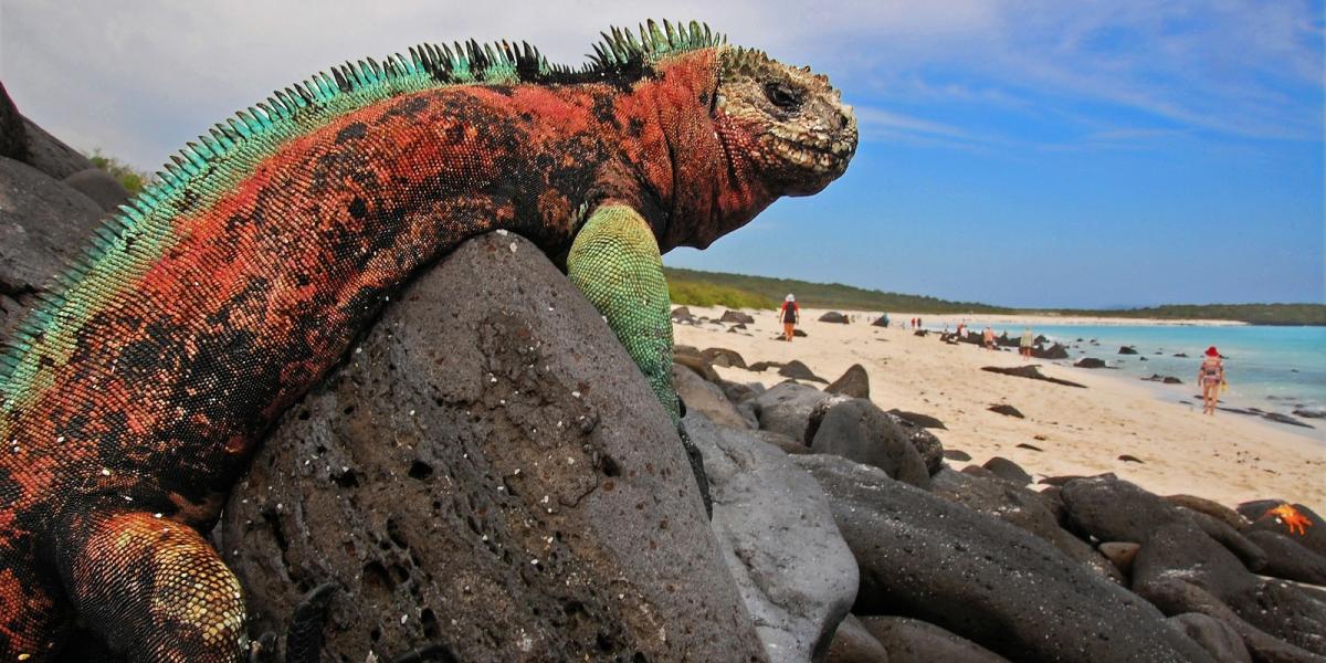 Amazing Animals Living in Islands Exploring Biodiversity