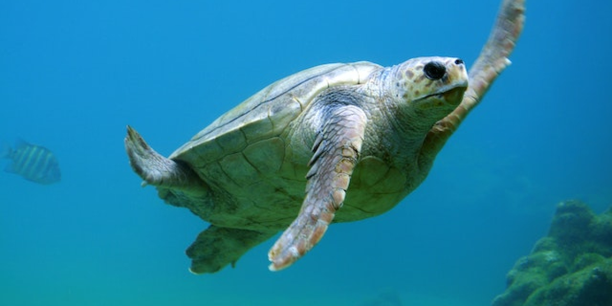 Amazing Animals Living in Islands Exploring Biodiversity