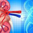 Exploring Lupus Nephritis Insights from Recent Research