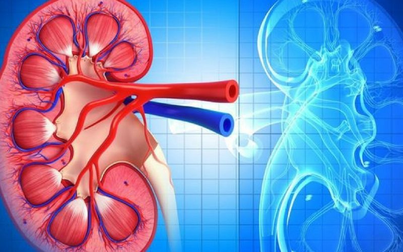 Exploring Lupus Nephritis Insights from Recent Research