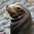 Can Sea Lions Get the Flu? Bird Flu Makes a Splash!