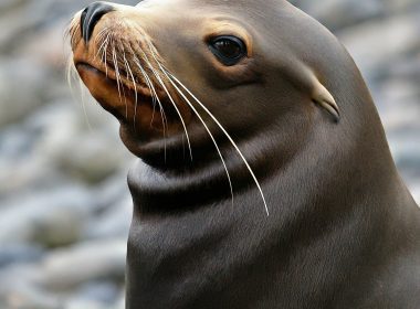 Can Sea Lions Get the Flu? Bird Flu Makes a Splash!