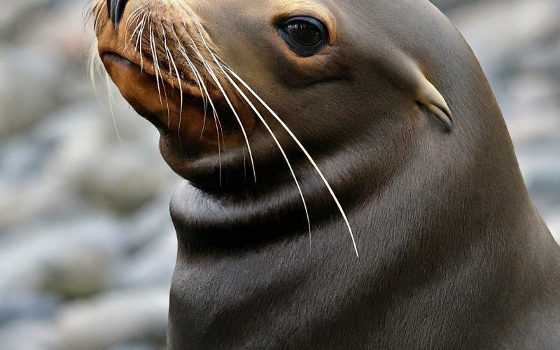 Can Sea Lions Get the Flu? Bird Flu Makes a Splash!