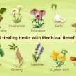 Top 10 Indian Herbs to Boost Immunity During Monsoon