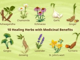 Top 10 Indian Herbs to Boost Immunity During Monsoon