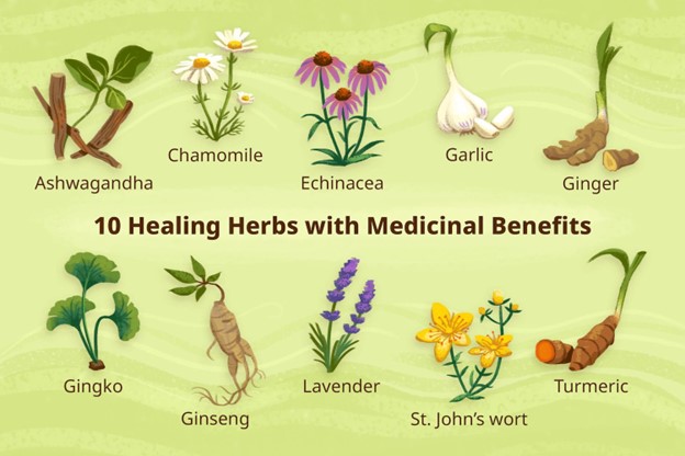 Top 10 Indian Herbs to Boost Immunity During Monsoon