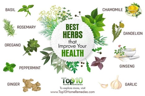 Top 10 Indian Herbs to Boost Immunity During Monsoon