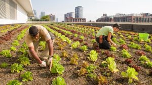 The Role of Zinc in Farming: A Comprehensive Guide in 2024