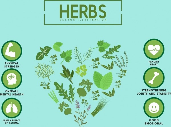 Top 10 Indian Herbs to Boost Immunity During Monsoon